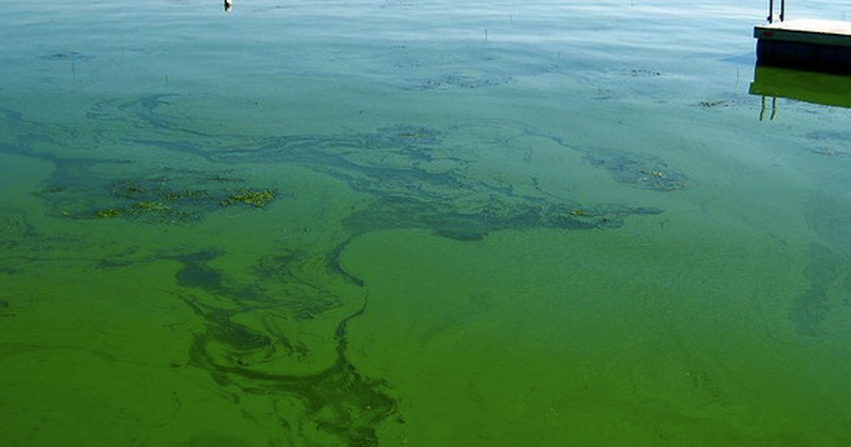 Tảo xanh lam có thể giúp con người sống trên Sao Hỏa?