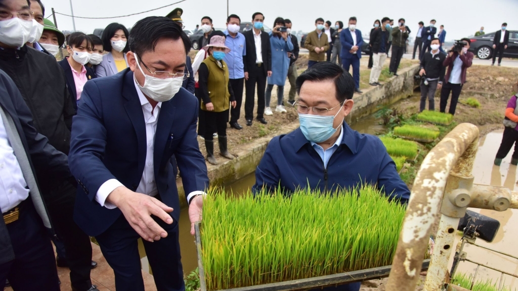 Lãnh đạo thành phố Hà Nội xuống đồng, động viên bà con nông dân ngày đầu năm