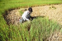 Hạn mặn sớm chưa từng có, vựa lúa mặn cháy bò ăn cũng chê