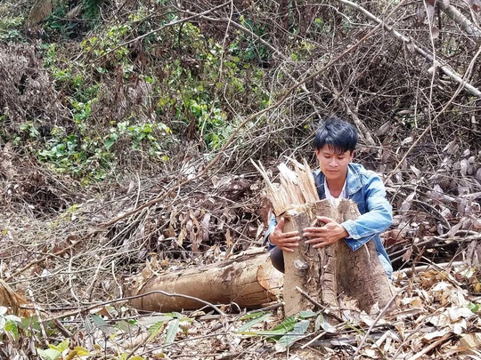 Rừng bị phá cách trạm kiểm lâm chỉ 500m nhưng “không ai biết”