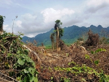 thanh hoa xu ly nghiem doi voi cac hanh vi pha hoai tai nguyen rung