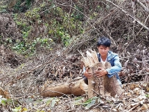 Rừng bị phá cách trạm kiểm lâm chỉ 500m nhưng “không ai biết”