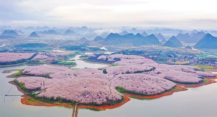 Ngắm sắc hoa anh đào nở rộ trên thế giới