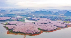 ngam sac hoa anh dao no ro tren the gioi