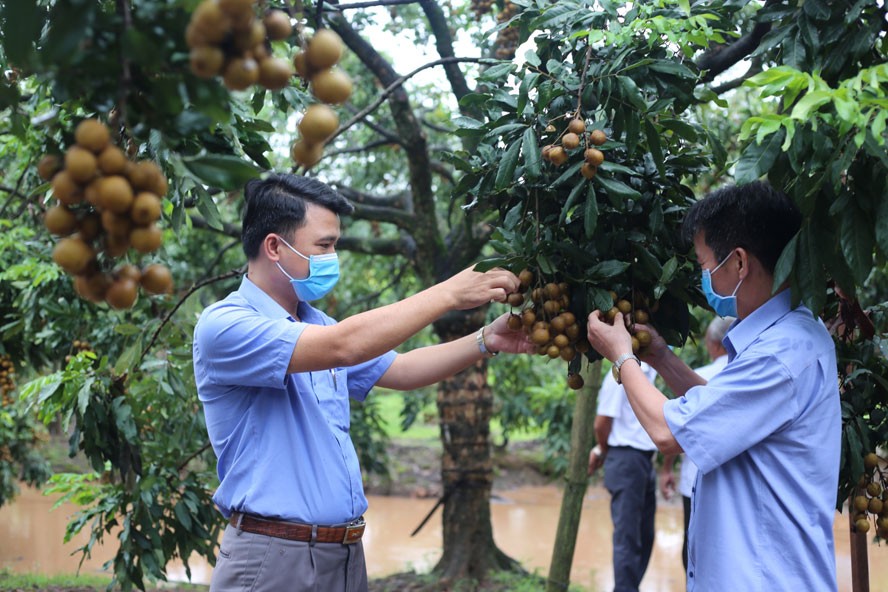 Phát huy lợi thế, nâng cao chất lượng nông sản phục vụ xuất khẩu