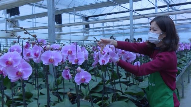 Sản phẩm OCOP mang lại thu nhập tiền tỷ cho nông dân huyện Mê Linh