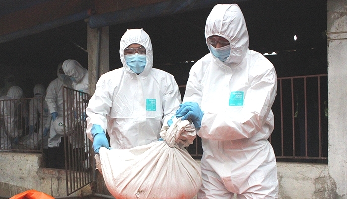 Dịch tả lợn châu Phi: Hà Nội đã tiêu hủy hơn 125.000 con lợn