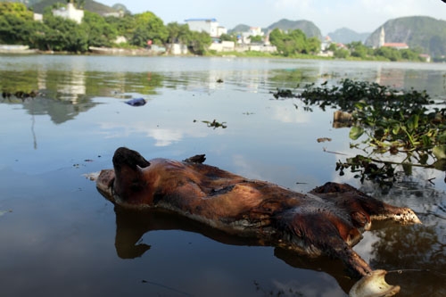 Nhiều xác lợn chết trôi trên sông ở Hà Nội