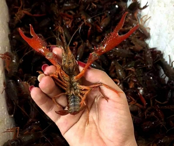 tom hum dat tran ngap thi truong moi nguy tu trung quoc sang viet nam