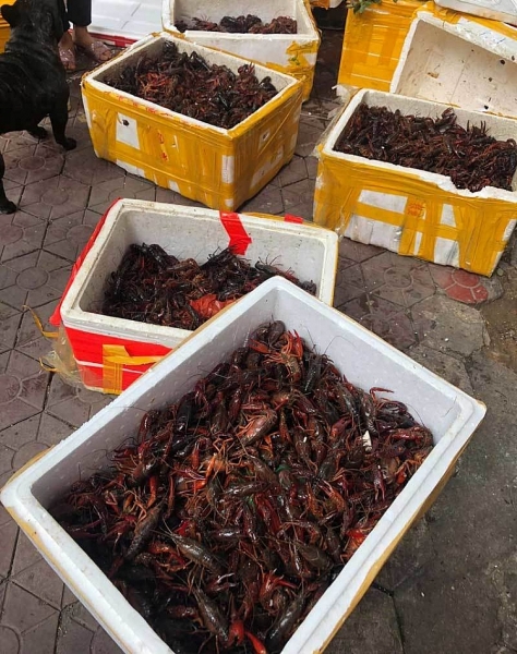 tom hum dat tran ngap thi truong moi nguy tu trung quoc sang viet nam