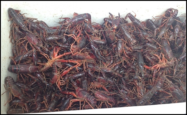 tom hum dat ke xam lan khien nhieu nuoc phai dau dau