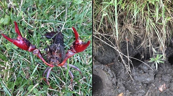 tom hum dat ke xam lan khien nhieu nuoc phai dau dau