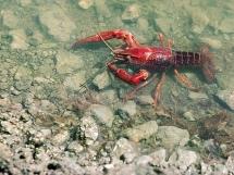 Tôm hùm đất bán tràn lan ở Việt Nam, Tổng cục Quản lý thị trường vào cuộc