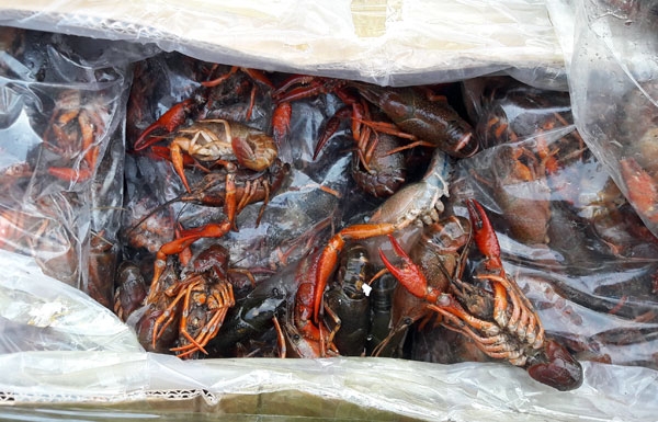 Thu giữ, tiêu hủy hàng trăm kg tôm hùm đất ở cửa khẩu Lào Cai