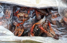 Thu giữ, tiêu hủy hàng trăm kg tôm hùm đất ở cửa khẩu Lào Cai