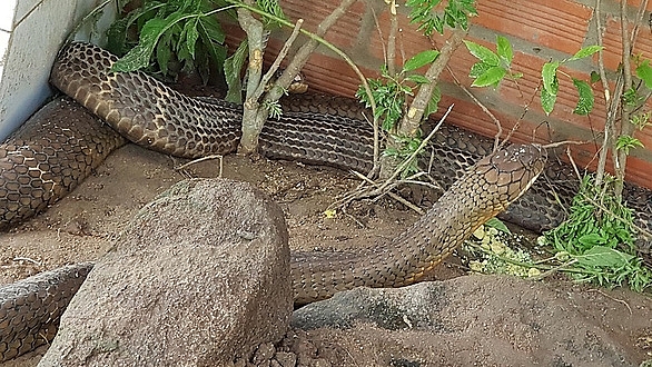 tu ran ho may den xe thit ca voi va lo hong ung xu voi dong vat quy hiem