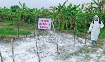 khai man de truc loi tu dich ta lon chau phi o hai duong