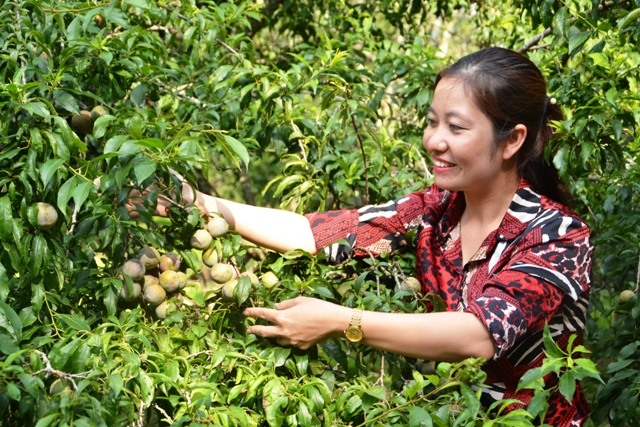 Mùa tháng 5, đến Bắc Hà ăn mận Tam Hoa