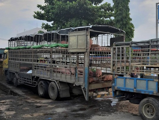 Phát hiện xe tải chở lợn chết nhiễm dịch tả châu Phi vẫn đem đi bán