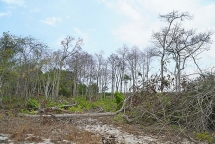 Rừng Tà Cú bị đầu độc