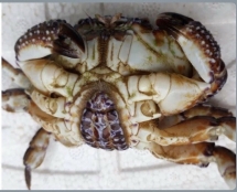 Nam thanh niên suy hô hấp, liệt tứ chi do ăn cua mặt quỷ