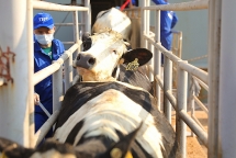 Đón 1.650 cô bò sữa, TH hướng tới mục tiêu kép “vừa thắng dịch vừa tăng trưởng”