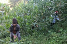 Điện Biên giữ “rừng vàng” theo lời dạy của Chủ tịch Hồ Chí Minh