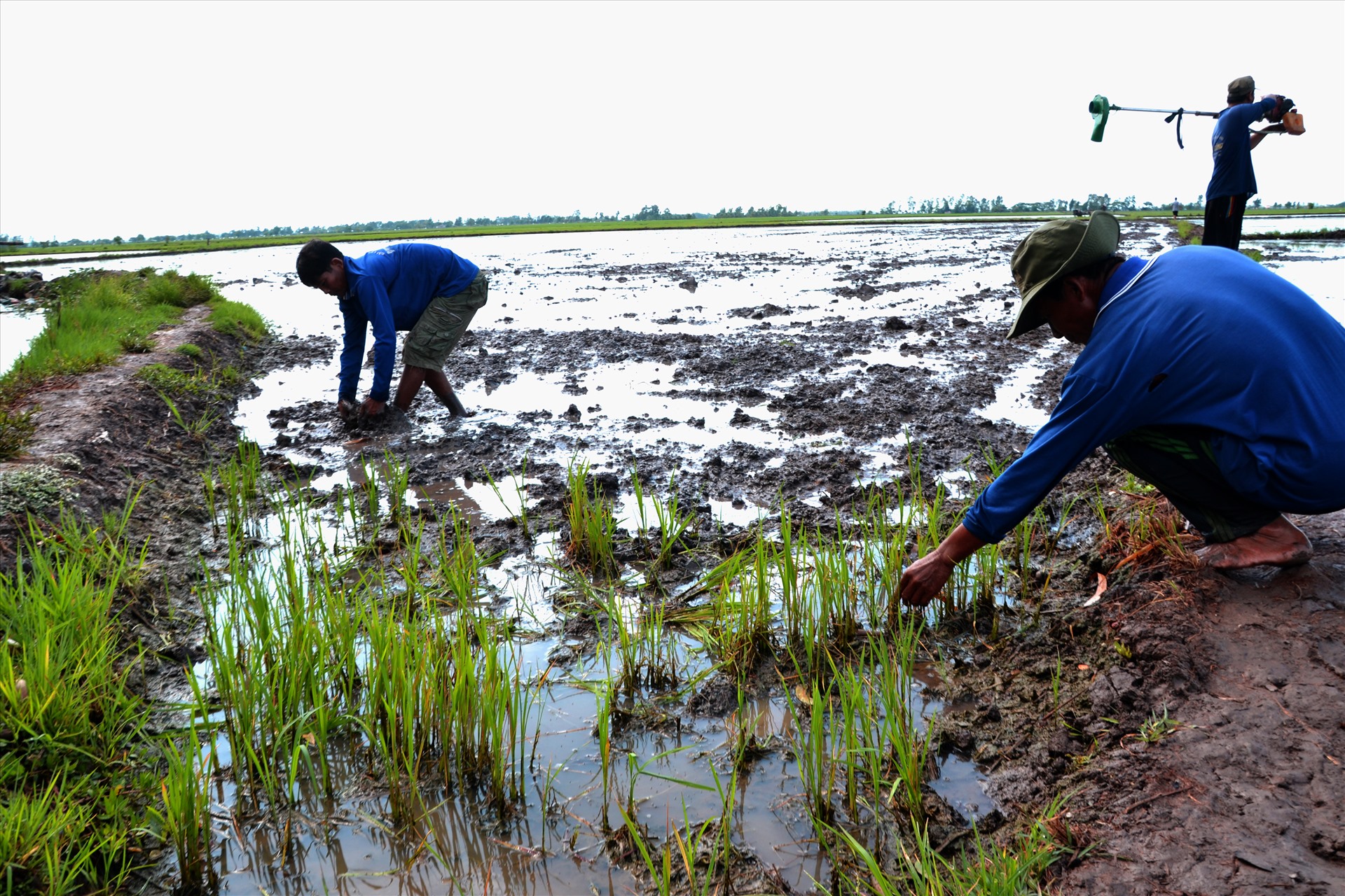 Lúa đầu nguồn sông Cửu Long  chết vì nhiễm mặn