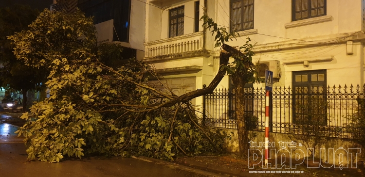 Cơn dông bất ngờ khiến ô tô không thể di chuyển, hàng loạt cây gãy đổ