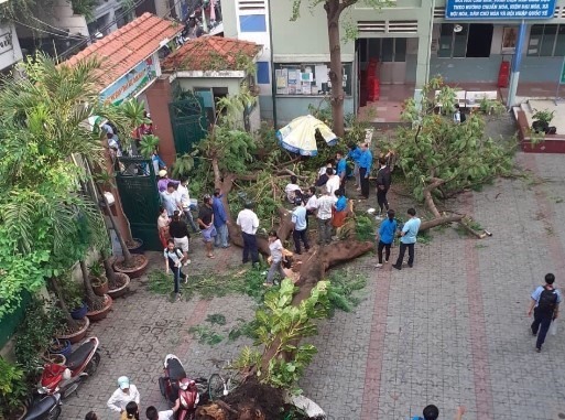 TPHCM khẩn trương phòng ngừa cây xanh đổ trong mùa mưa