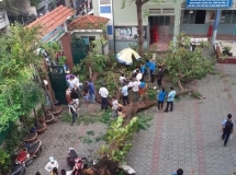 TPHCM khẩn trương phòng ngừa cây xanh đổ trong mùa mưa