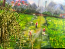 Lúa nếp trưng bình bông: Ngát hương đồng giữa phố