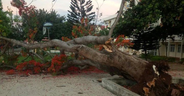 Thêm cây phượng vĩ cổ thụ trong trường học bật gốc trước giờ học sinh vào lớp