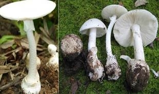 Hai em bé tử vong vì nấm độc và 4 hiểu nhầm tai hại của người Việt về nấm