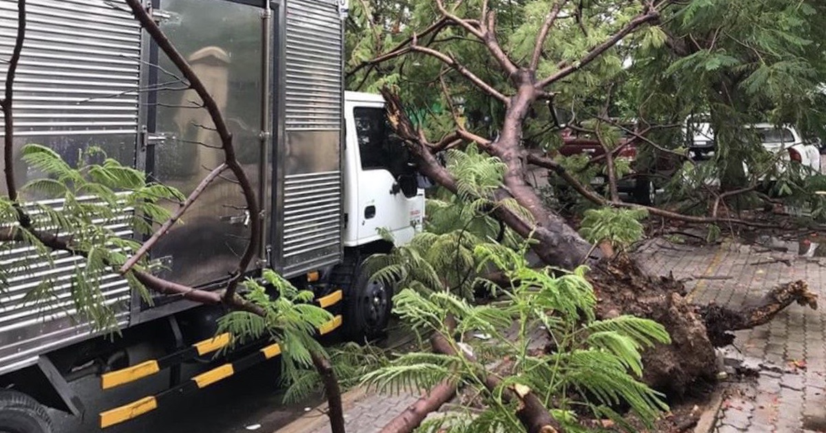 Cây phượng vĩ gần trường đại học bật gốc đổ đè xe tải