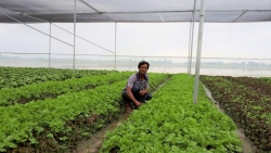 Hà Nội: Rau xanh, thực phẩm dồi dào, giá cả giảm mạnh