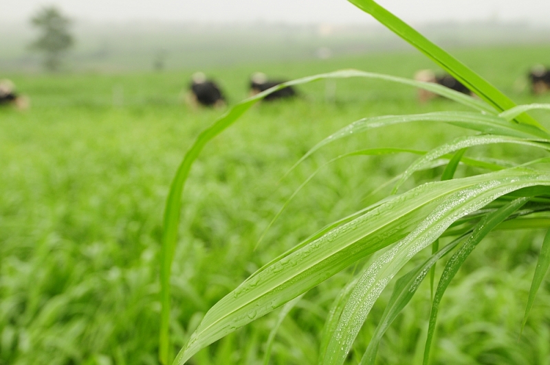 Phía sau những cánh đồng cỏ công nghệ cao lớn nhất thế giới ở Việt Nam