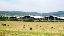 man nhan nhung canh dong chau au giua long xu nghe