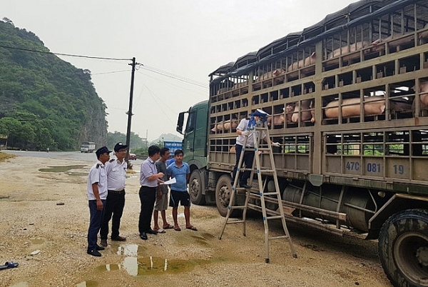 Lợn nghi bị dịch tả lợn châu Phi 'hao hụt' trên đường vận chuyển lon nghi bi dich ta lon chau phi hao hut tren duong van chuyen