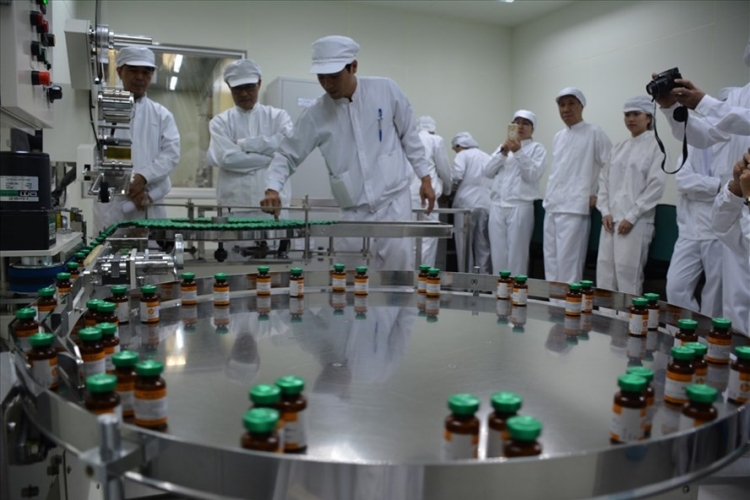 Khảo nghiệm vaccine ngừa dịch tả lợn Châu Phi cho kết quả ban đầu