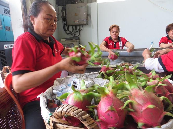 Nước mắm truyền thống Phú Quốc khó xuất khẩu vào Mỹ? nuoc mam truyen thong phu quoc kho xuat khau vao my