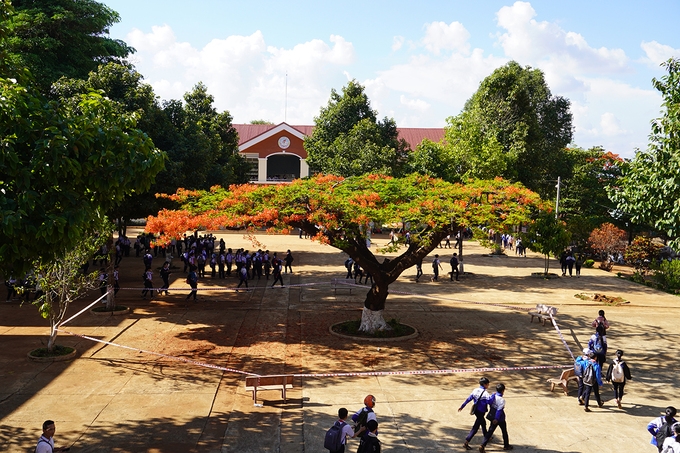 Trường muốn đốn phượng cổ thụ mục rỗng