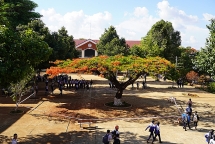 Trường muốn đốn phượng cổ thụ mục rỗng