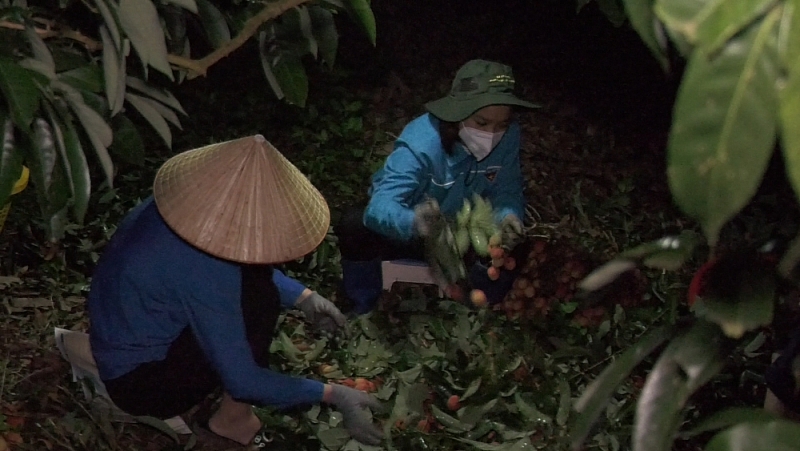 Bắc Giang: Tuổi trẻ huyện Lục Ngạn hỗ trợ người dân thu hoạch vải trong đêm