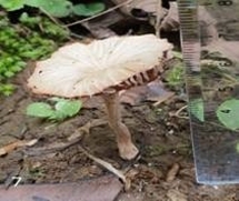 nha 3 nguoi ngo doc cuc attp canh bao nguoi dan tuyet doi khong an nam la