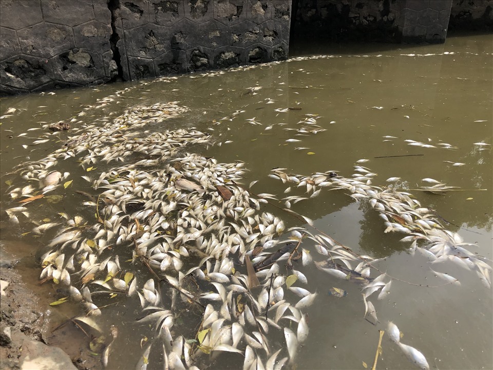 Gia Viễn (Ninh Bình): Cá chết hàng loạt nghi do nguồn nước bị ô nhiễm