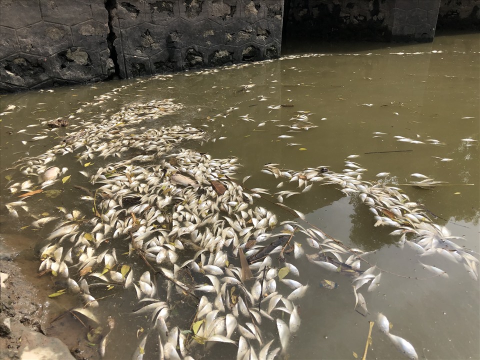 Gia Viễn (Ninh Bình): Cá chết hàng loạt nghi do nguồn nước bị ô nhiễm