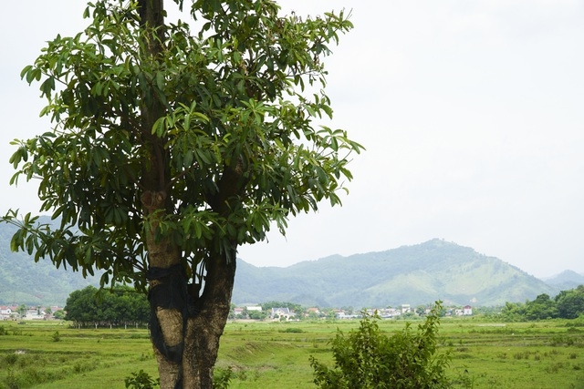 Hàng cây hoa sữa chuyển về bãi rác Nam Sơn sau một năm giờ ra sao?