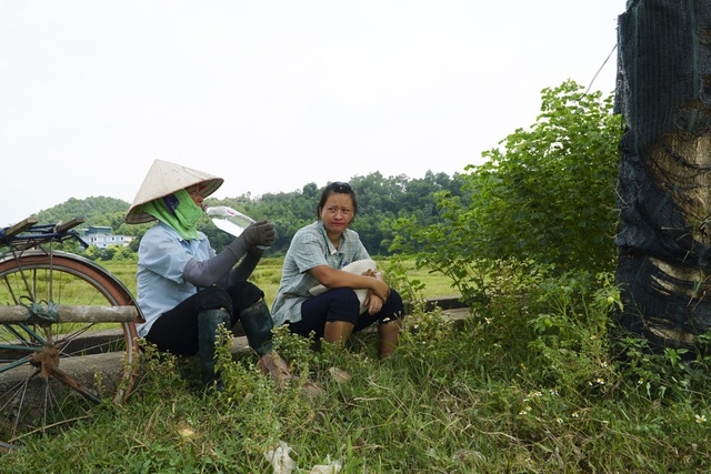 Hàng cây hoa sữa chuyển về bãi rác Nam Sơn sau một năm giờ ra sao?