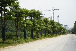 hang cay hoa sua chuyen ve bai rac nam son sau mot nam gio ra sao